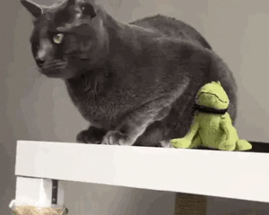 F97B788E-D50D-4553-A88C-3C2E3B01A8A5.gif
