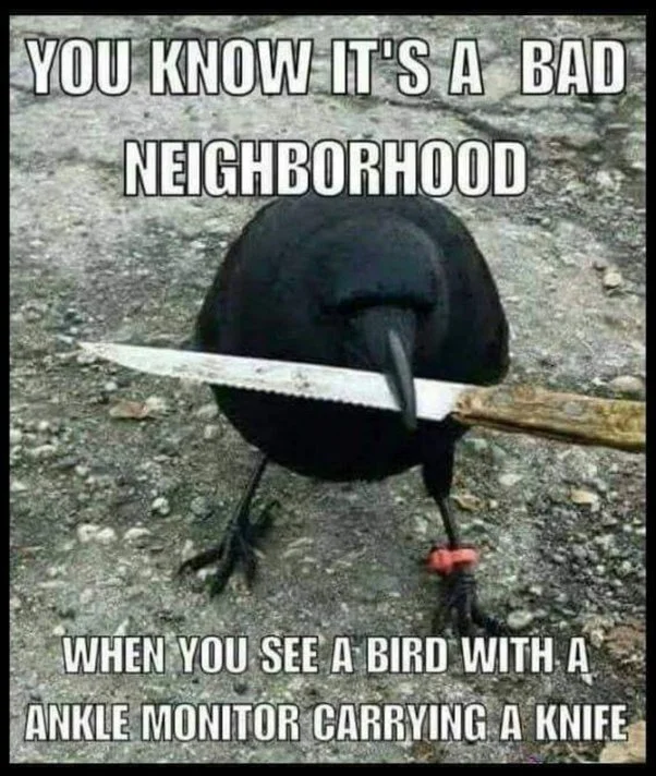 Raven_knife.webp